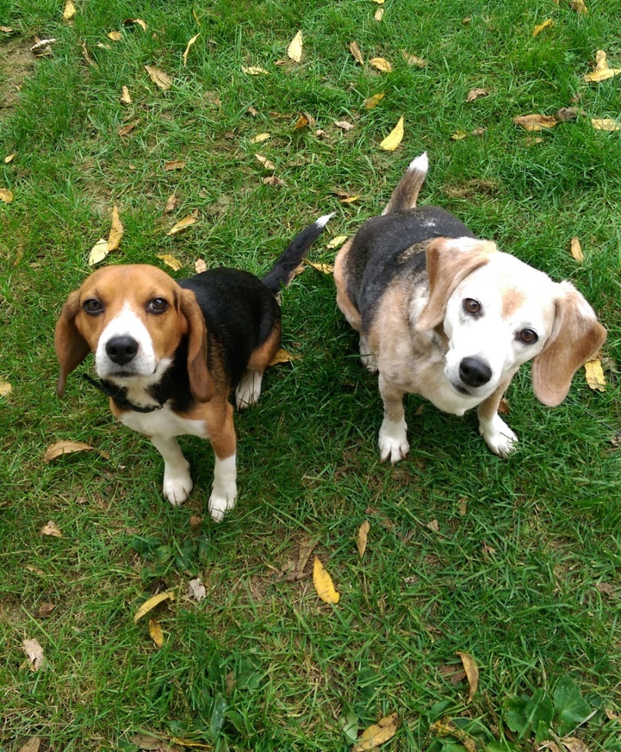 Two Adorable Beagles